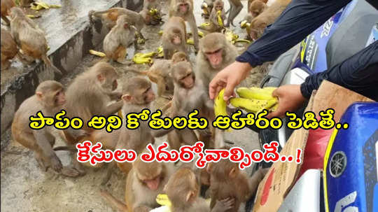 కోతులకు ఆహారం పెడితే కేసులు, ఫైన్లు.. ఈ ఫారెస్ట్ యాక్ట్ గురించి తెలుసా..?