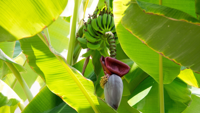 ಬಾಳೆ ಗಿಡದ ಪೂಜೆ