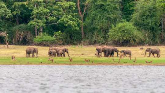 ഹരിയാനയിൽ ലോകത്തിലെ ഏറ്റവും വലിയ ജംഗിൾ സഫാരി പാർക്ക് ഒരുങ്ങുന്നു