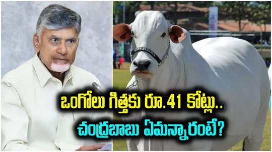 Chandrababu: వేలంలో రూ.41 కోట్లు పలికిన ఒంగోలు గిత్త.. చంద్రబాబు రియాక్షన్ ఇదే..!