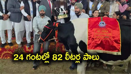 Cow: ఒక్కరోజులోనే 82 లీటర్ల పాలు ఇచ్చిన ఆవు.. రికార్డులన్నీ బద్దలు కొడుతూ ఆశ్చర్యంలో ముంచెత్తింది