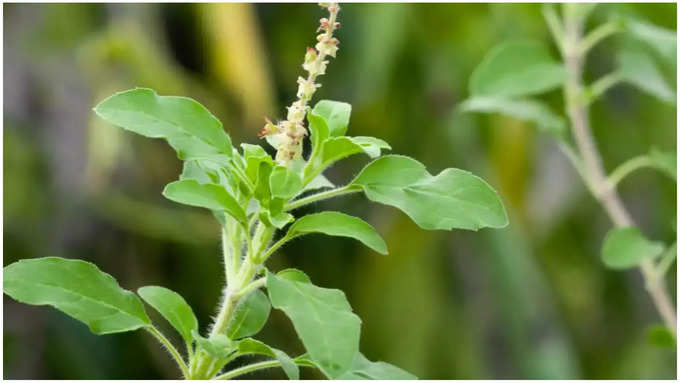 ತುಳಸಿ ಹೇರ್ ಟೋನರ್ ತಯಾರಿಸುವುದು ಹೇಗೆ?