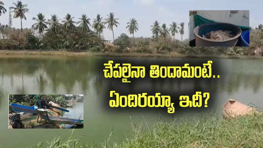 Bird Flu: చేపలయినా కడుపునిండా తిందామంటే.. ఇదేందయ్యా ఇదీ.!?