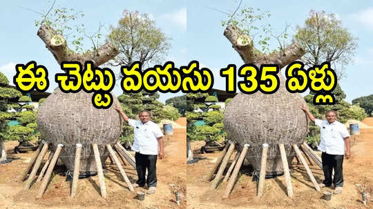 కడియం నర్సరీలో ఈ చెట్టు ధర ఏకంగా రూ.35 లక్షలు.. ప్రత్యేకత ఏంటంటే!