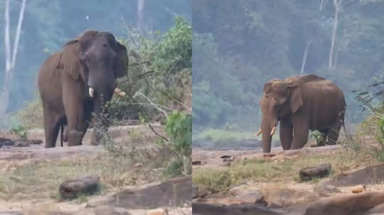 മസ്തകത്തിൽ മുറിവ്, അതിരപ്പള്ളിയിലെ കൊമ്പനെ നാളെ പിടിക്കും; കോടനാട് കൂറ്റൻ കൂടൊരുങ്ങുന്നു