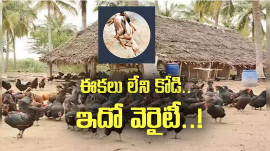 ఇదేటి బాబాయ్ ఈ కోడి ఇలా ఉంది.. స్విమ్ సూట్ వేసుకున్న హీరోయిన్‌లా!