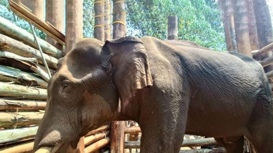 വനം വകുപ്പിൻ്റെ പരിശ്രമം വിഫലം; മസ്തകത്തിൽ മുറിവേറ്റ കൊമ്പൻ ചരിഞ്ഞു