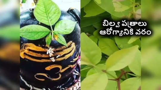 మహా శివునికి ఇష్టమైన బిల్వ పత్రాలతో షుగర్ తగ్గడంతో పాటు గుండెకి మేలు, ఎలా, ఏ సమయంలో తినాలో తెలుసా?