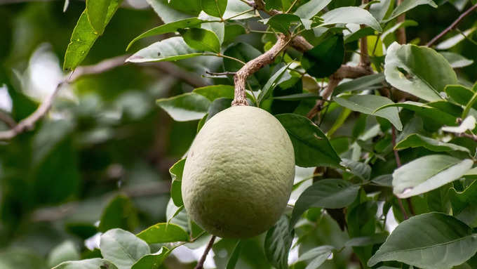 ಅದನ್ನು ಆಹಾರದಲ್ಲಿ ಸೇರಿಸಿಕೊಳ್ಳುವುದು ಹೇಗೆ?