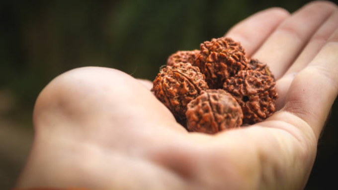 rudraksha