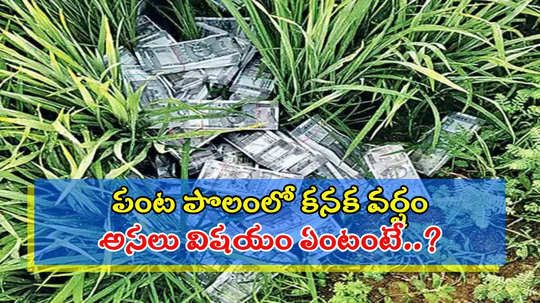 నల్గొండ: పంట పొలంలో కుప్పలుగా నోట్ల కట్టలు.. అన్నీ రూ.500 నోట్లే, వాటిని చూసి రైతు షాక్