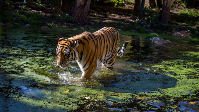 सरिस्का नेशनल पार्क