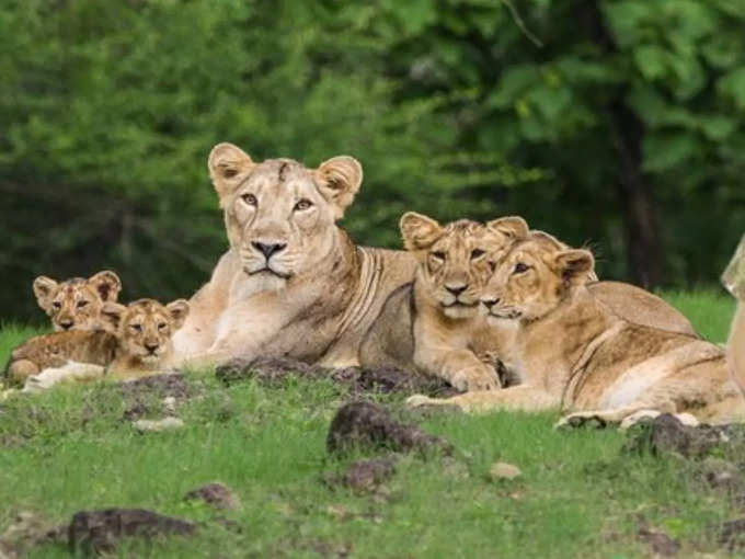 प्रोजेक्ट लायन का आगाज 