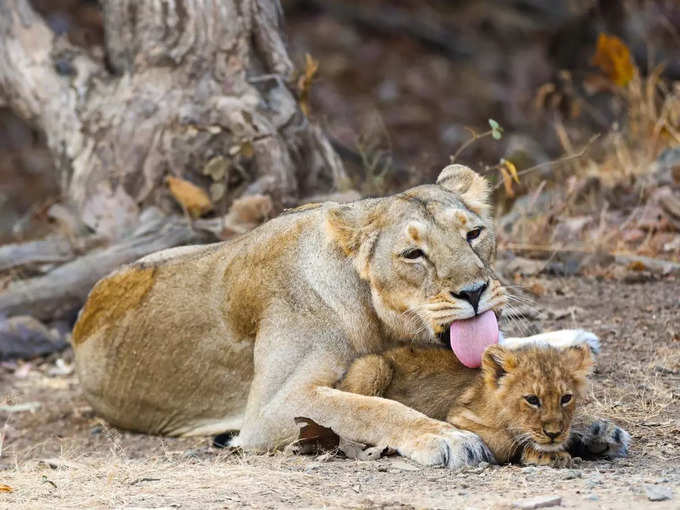 गिर दूसरा सबसे बड़ा घर 