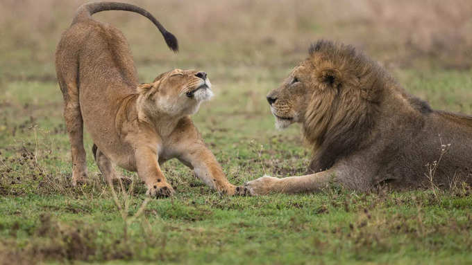 कब तैयार किया था गुजरात का नेशनल पार्क