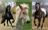 Beautiful Horse Breeds: दुनिया के 10 सबसे खूबसूरत घोड़े, क्या आप जानते हैं इन शाही सवारियों से जुड़ी खास बातें?