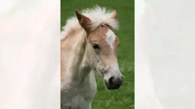 2. हैफलिंगर (Haflinger)