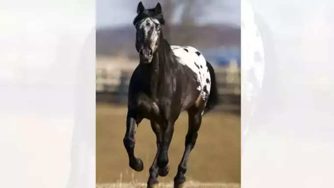 5. अप्पालूसा (Appaloosa)