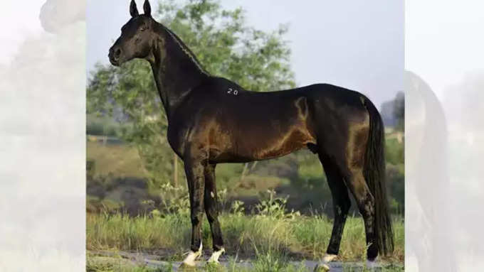 7. गोल्डन अखल-टेके (Golden Akhal-Teke)