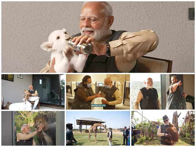 PM Narendra Modi Playing With Tiger Cubs in Vantara in Jamnagar Video Goes Viral