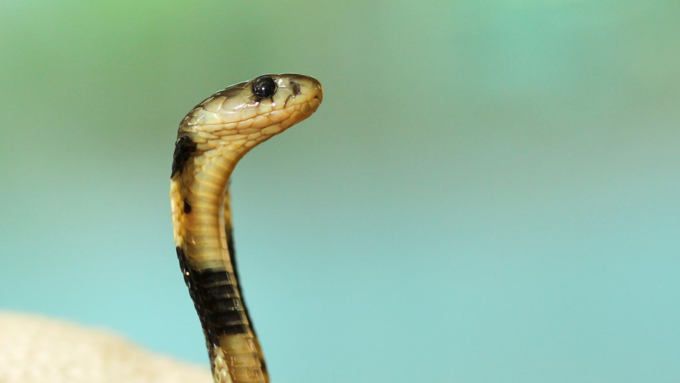 ಇವುಗಳಿಗೆ ತೊಂದರೆಯನ್ನು ನೀಡದಿರಿ