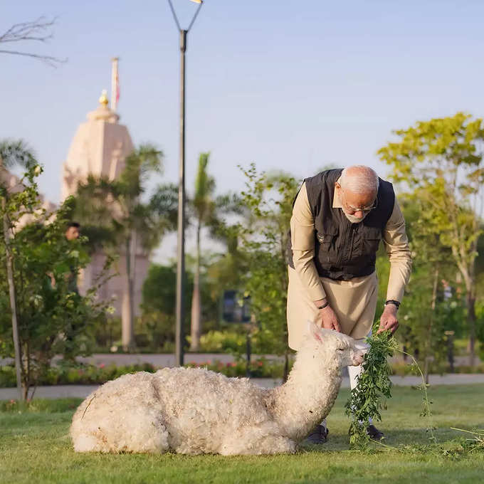 अल्पाका के साथ यादगार मुलाकात