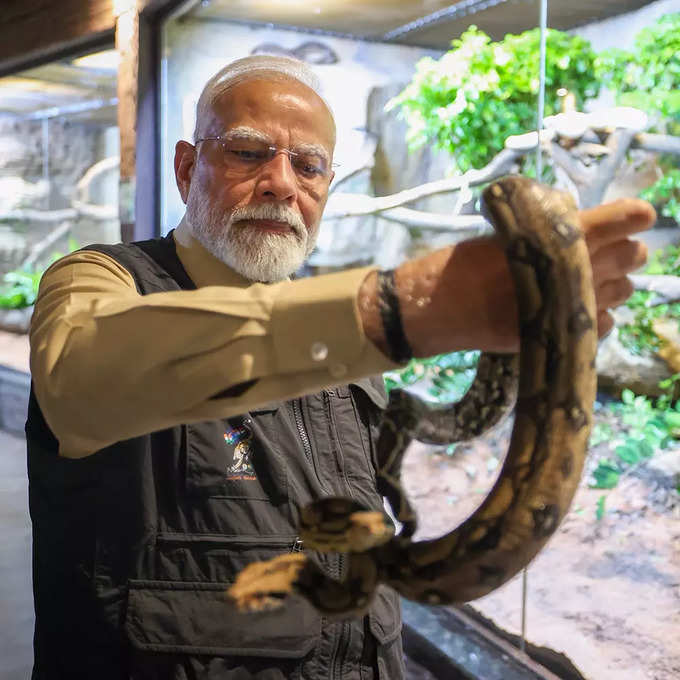 दुर्लभ दो सिर वाला बोआ सांप!