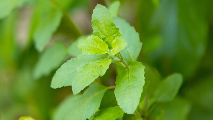 tulsi