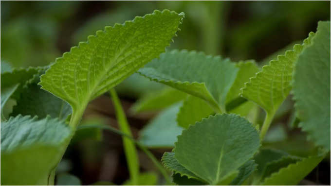 ರೋಗನಿರೋಧಕ ಶಕ್ತಿಯನ್ನು ಹೆಚ್ಚಿಸುತ್ತದೆ