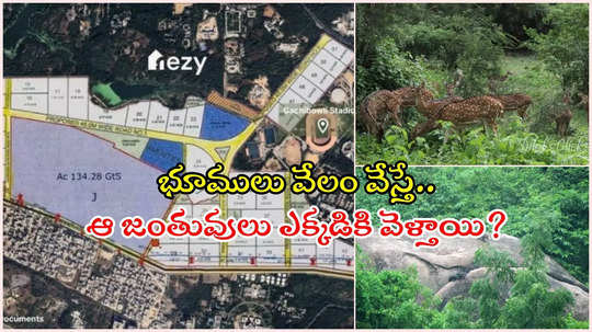 హైదరాబాద్‌లో అతిపెద్ద అర్బన్ ఫారెస్ట్ 'కంచ గచ్చిబౌలి'.. దాన్ని నాశనం చేస్తే ఎలా..?, ప్రభుత్వ తీరుపై వ్యతిరేకత