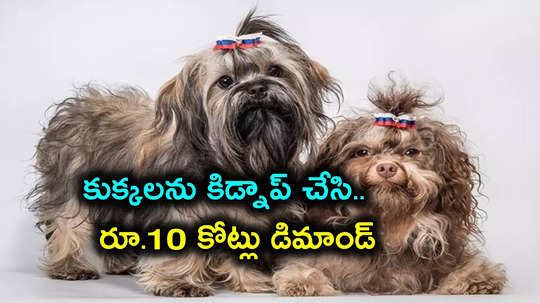 Pet dogs: 2 పెంపుడు కుక్కలను కిడ్నాప్ చేసి.. రూ.10 కోట్లు డిమాండ్, చివరికి ఏమైందంటే?