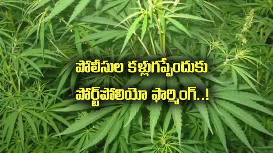 Portfolio Farming: ఎలా వస్తాయయ్యా ఇలాంటి ఐడియాలు.. మీ తెలివికి దండం పెట్టా!