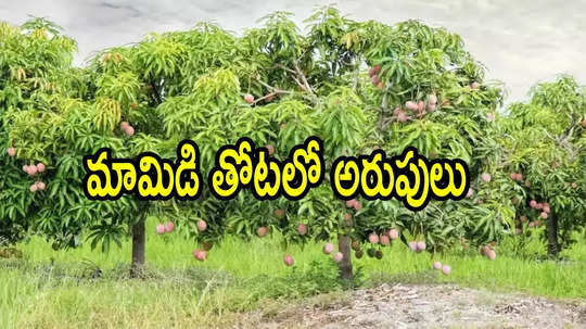 తిరుపతి: అర్ధరాత్రి మామిడితోటలో నుంచి అరుపులు.. తీరా అక్కడికి వెళ్లి చూస్తే, ఓర్నీ ఇదేం ట్విస్ట్