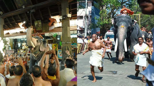 ഗുരുവായൂർ ആനയോട്ടം: ആദ്യം ഓടിയെത്തി കൊമ്പൻ ബാലു, ഗുരുവായൂരപ്പൻ്റെ സ്വർണത്തിടമ്പേറ്റാൻ നിയോഗം