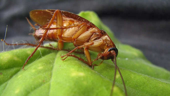 ಜೀರುಂಡೆ ಜಿರಳೆ ಜಾತಿ