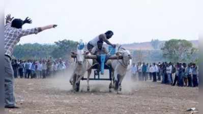 ಎತ್ತಿನ ಗಾಡಿ ಓಟದ ಸ್ಪರ್ಧೆ: