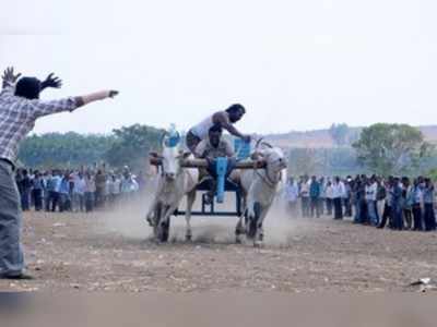 ಎತ್ತಿನ ಗಾಡಿ ಓಟದ ಸ್ಪರ್ಧೆ: