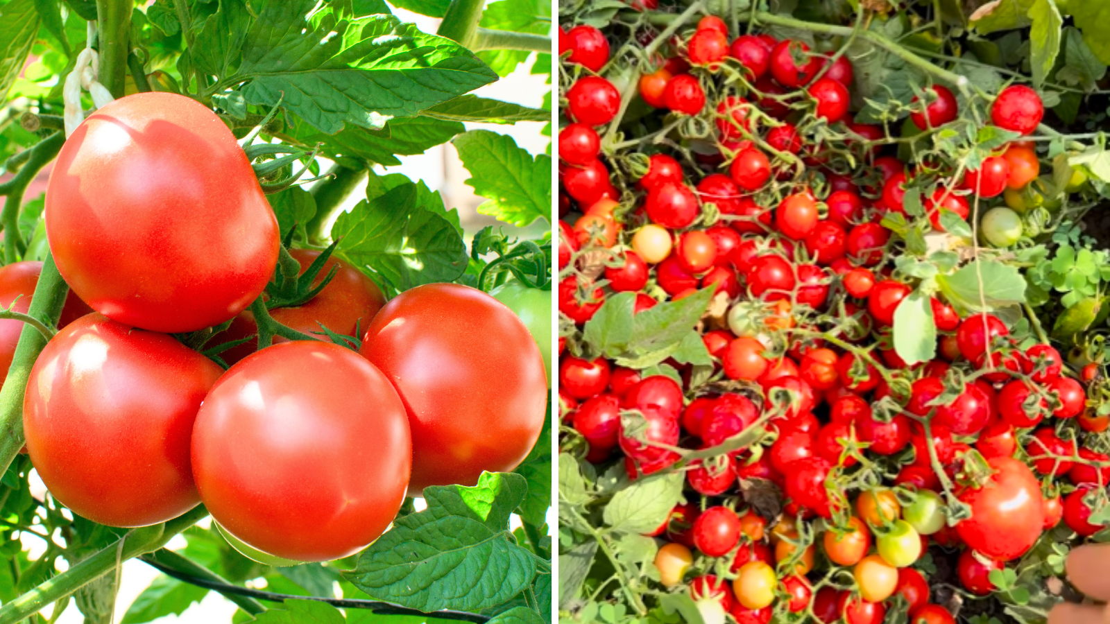 Gamle Me Jayda Tamatar Kaise Ugaye,'1 पौधे से मिलेंगे 10 किलो लाल-लाल  टमाटर' 200 रुपये किलो में खरीदने की नहीं आएगी नौबत, माली ने बताया सीक्रेट -  how to get more tomato