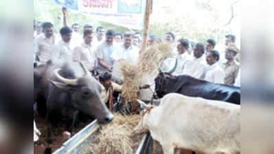 ತುಂಬಿ ತುಳುಕುತ್ತಿರುವ ಜಗಳೂರು ಗೋಶಾಲೆ