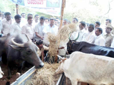 ತುಂಬಿ ತುಳುಕುತ್ತಿರುವ ಜಗಳೂರು ಗೋಶಾಲೆ