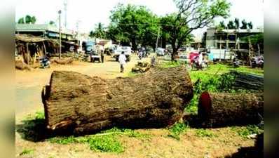 ಧರೆಗುರುಳಿದ ವಿಕಲಚೇತನ ಬೆಳೆಸಿದ ಮರ