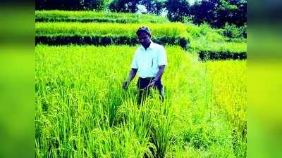 ಶ್ರಿ ಪದ್ಧತಿ: ಹೆಚ್ಚಿದೆ ರೈತರ ಒಲವು