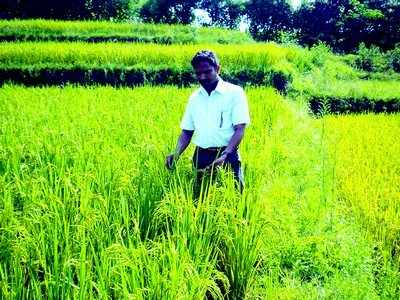 ಶ್ರಿ ಪದ್ಧತಿ: ಹೆಚ್ಚಿದೆ ರೈತರ ಒಲವು