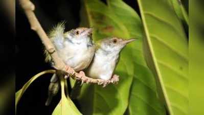 ಬ್ರಹ್ಮಾವರದಲ್ಲಿ ಅರಸಿನ ಬುರುಡೆ ಹಕ್ಕಿ ಪತ್ತೆ