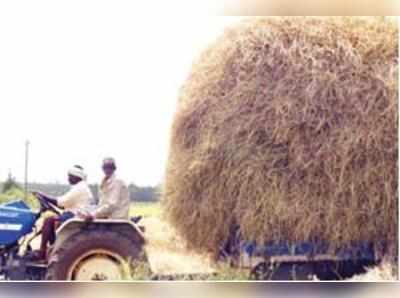 ಜಾನುವಾರುಗಳಿಗೆ ಭದ್ರಾ ಭತ್ತದ ಹುಲ್ಲು