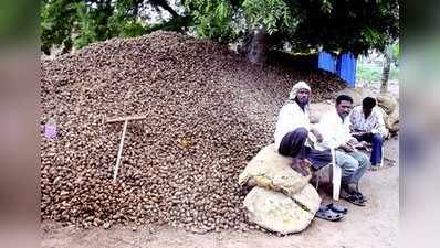 ವರುಣನ ಅವಕೃಪೆ: ಅರಿಷಿಣ ಬೀಜ ಮಾರಾಟ ಕ್ಷೀಣ