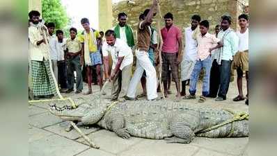 ಮೊಸಳೆಗಳ ಹಾವಳಿ : ಜನ ಭಯಭೀತ