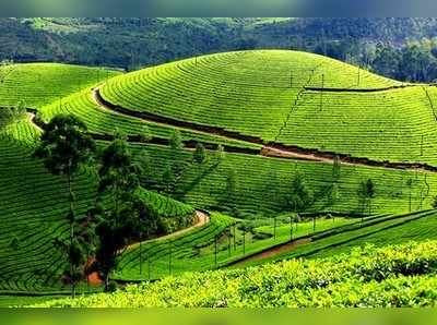 ಚೆಲುವಿನ ಚಿತ್ತಾರ: ಮುನ್ನಾರ್