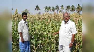 ಭತ್ತದ ನಾಡಲ್ಲಿ ಜೋಳದ ರಾಶಿ