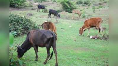 ಹೇನಬೇರಿನಲ್ಲಿ ಮತ್ತೆ ಕೇಳುತ್ತಿದೆ ಅಂಬಾ..